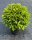 Hydrangea paniculata Bobo