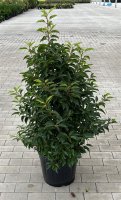 Prunus lusitanica Angustifolia 80/100 cm 20 L Topf