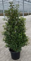 Prunus lusitanica Angustifolia 125/150 cm 30 L Topf