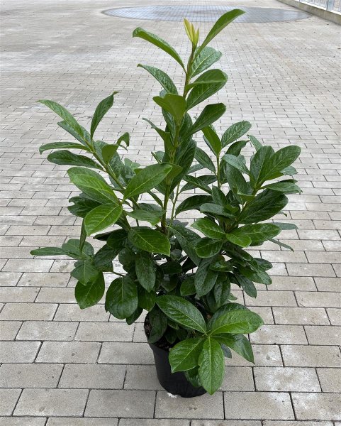 Prunus laurocerasus Novita 60/80 cm 7 L Topf