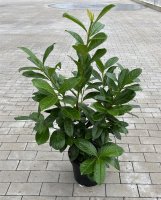 Prunus laurocerasus Novita 60/80 cm 7 L Topf
