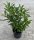 Prunus laurocerasus Caucasica 60/80 cm 7 L Topf