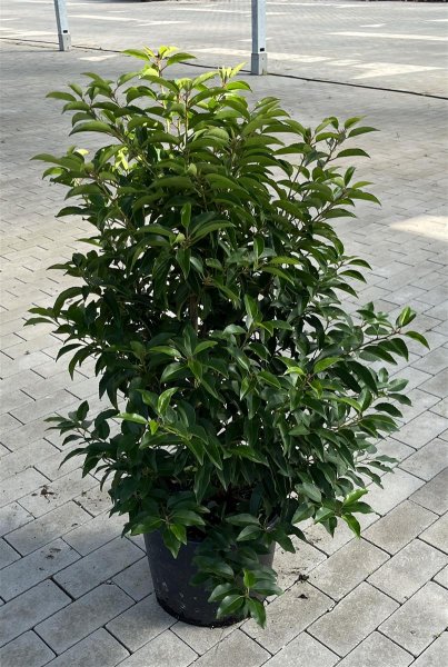 Prunus lusitanica Angustifolia 80/100 cm 10 L Topf