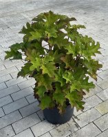 Hydrangea quercifolia 60/80 cm 10 L Topf