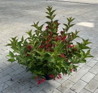Weigelia florida All Summer Red 60/80 cm 10 L Topf